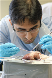 Delegate hard at work on a distal anastomosis. CABG Course NWC